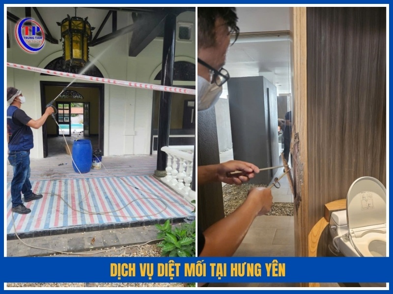 Dịch vụ diệt mối tại Hưng Yên