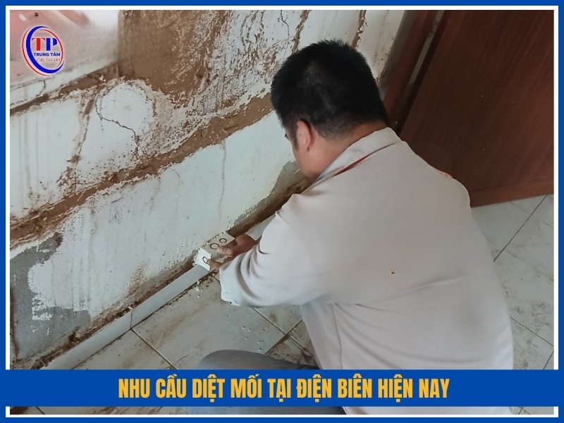 Nhu cầu diệt mối tại Điện Biên hiện nay