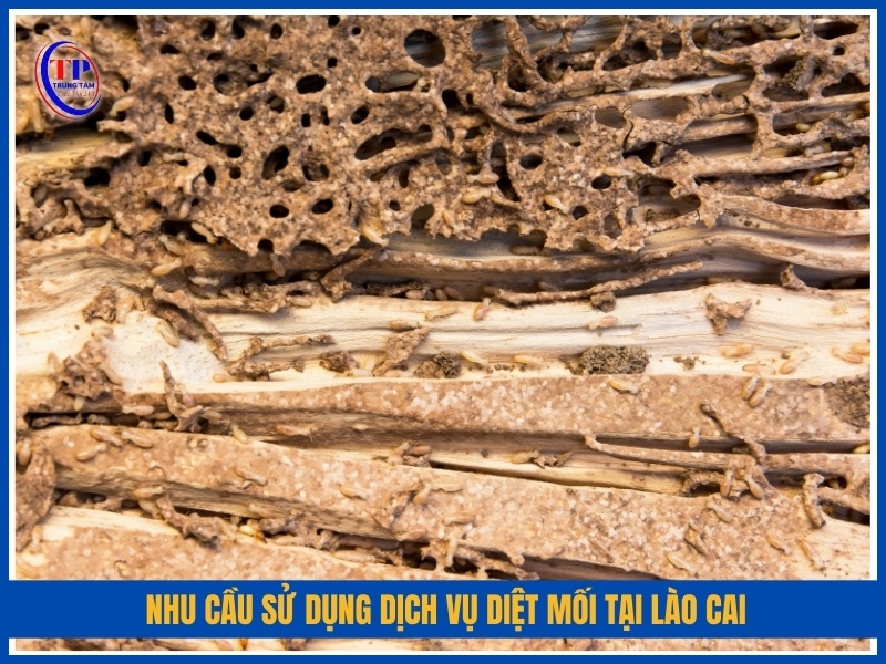 Nhu cầu sử dụng dịch vụ diệt mối tại Lào Cai