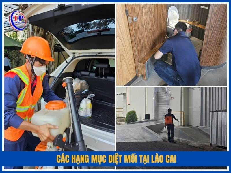Các hạng mục diệt mối tại Lào Cai