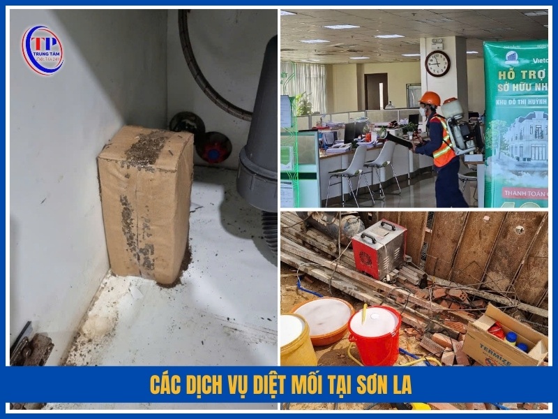 Các dịch vụ diệt mối tại Sơn La