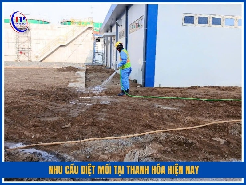 Nhu cầu diệt mối tại Thanh Hóa hiện nay