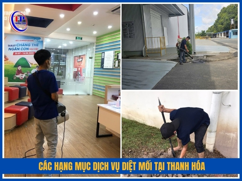 Các hạng mục dịch vụ diệt mối tại Thanh Hóa