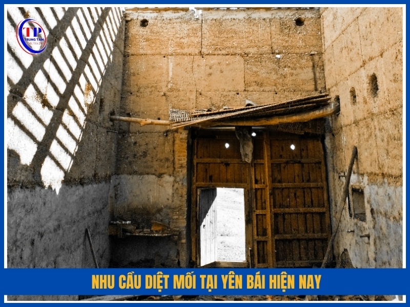 Nhu cầu diệt mối tại Yên Bái hiện nay