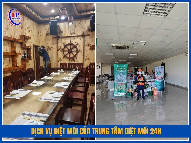 Dịch vụ diệt mối của Trung Tâm Diệt Mối 24H