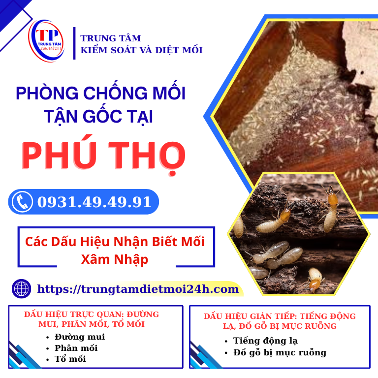 Quy trình thi công phòng chống mối