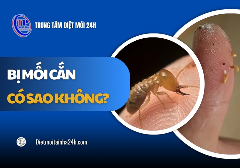 Bị mối cắn có sao không? Giải đáp chi tiết từ CHUYÊN GIA