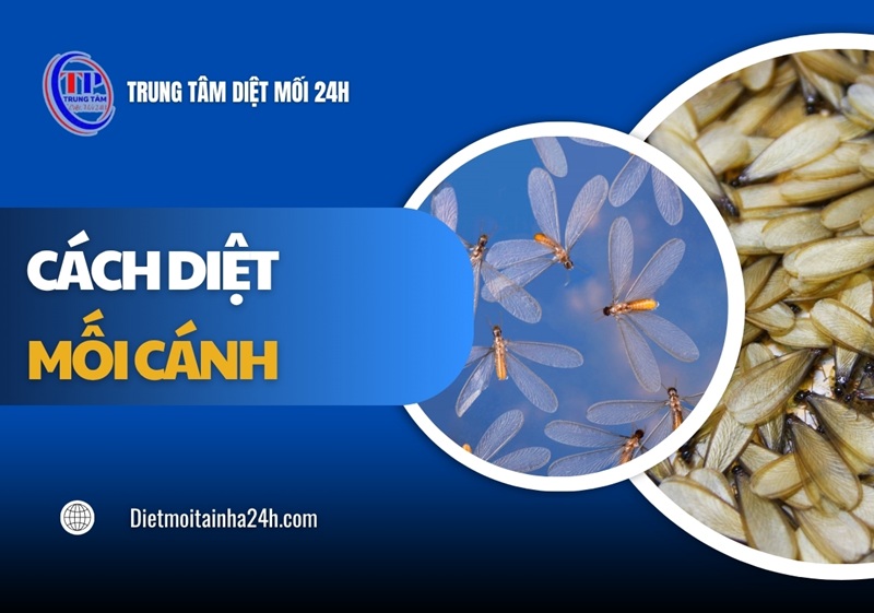 Hướng dẫn cách diệt mối cánh HIỆU QUẢ mà đơn giản