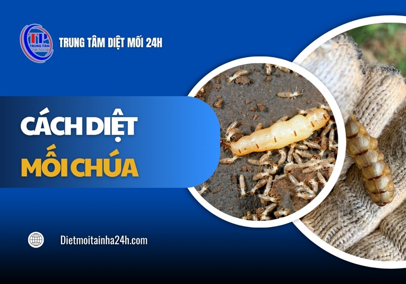 5 cách diệt mối chúa cực kỳ HIỆU QUẢ mà bạn cần biết