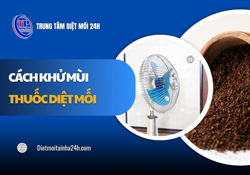 5 cách khử mùi thuốc diệt mối HIỆU QUẢ an toàn tại nhà