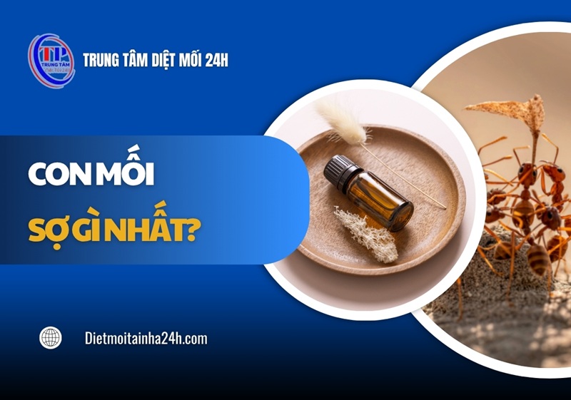 Con mối sợ gì nhất? Cách đuổi & diệt mối HIỆU QUẢ