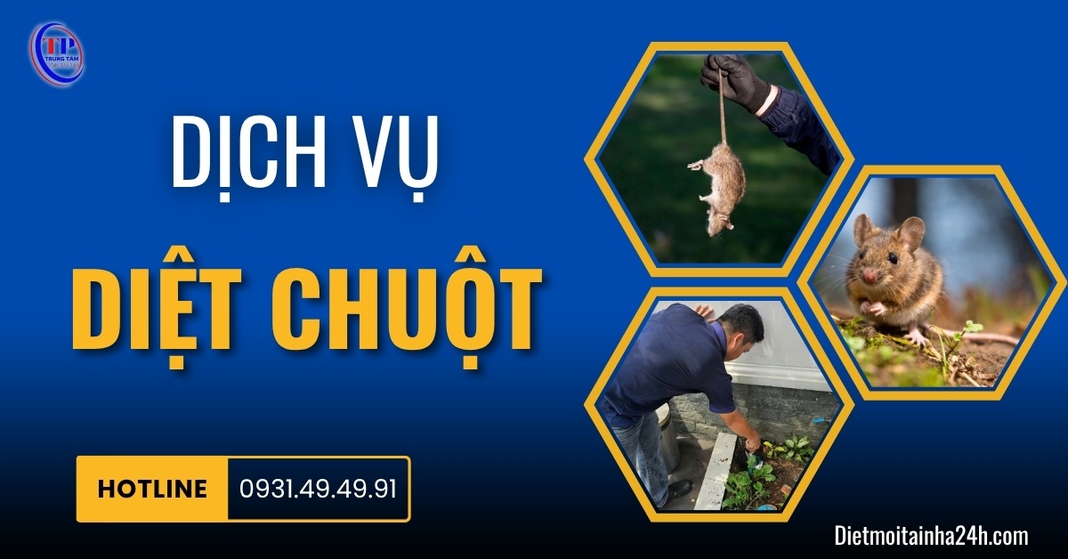 Dịch vụ diệt chuột nhanh chóng TRIỆT ĐỂ giá tốt nhất