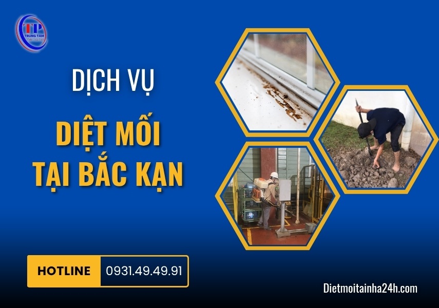Dịch vụ diệt mối tại Bắc Kạn uy tín hiệu quả [BÁO GIÁ 2026]