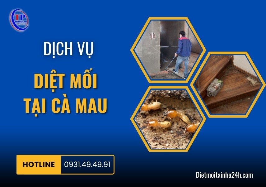 Dịch vụ diệt mối tại Cà Mau tận gốc 99.8% AN TOÀN giá rẻ