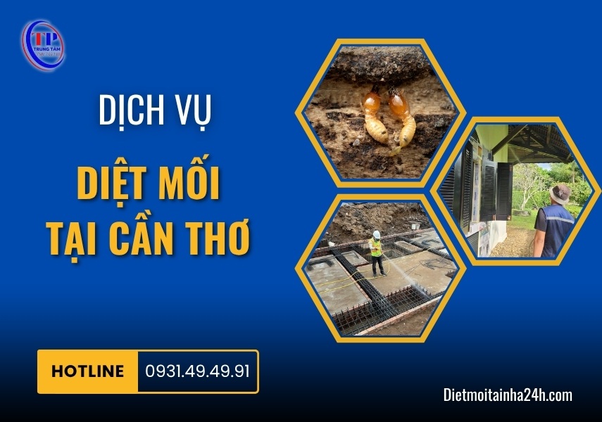 Dịch vụ diệt mối tại Cần Thơ nhanh chóng HIỆU QUẢ giá tốt