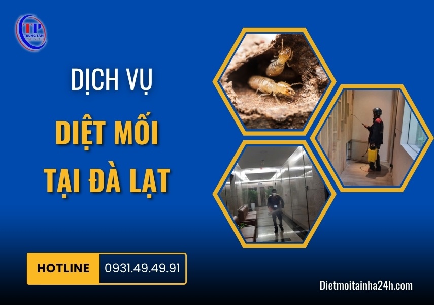Dịch vụ diệt mối tại Đà Lạt HIỆU QUẢ an toàn giá rẻ