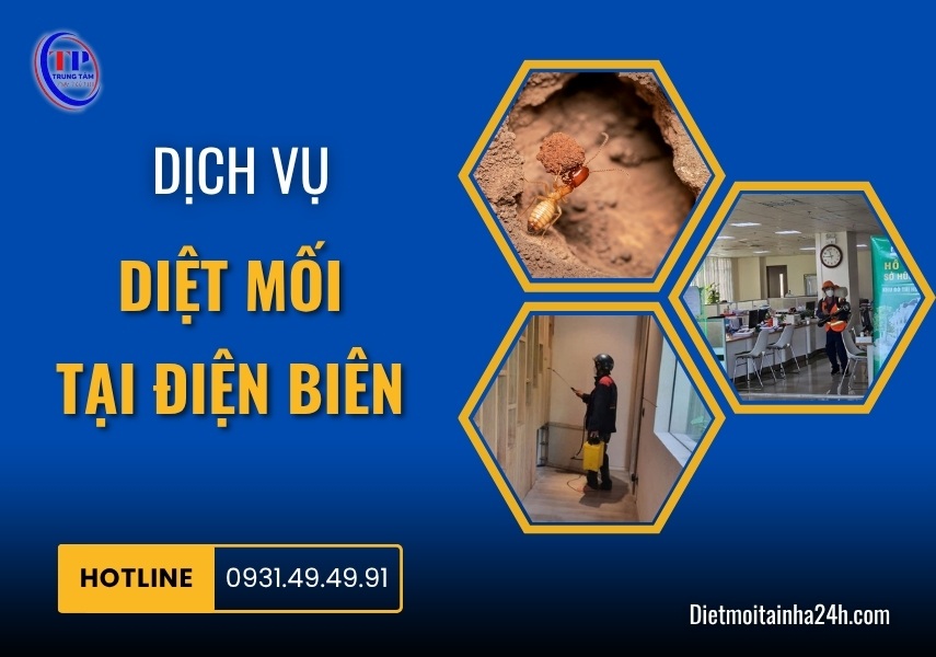 Dịch vụ diệt mối tại Điện Biên hiệu quả TRIỆT ĐỂ giá rẻ