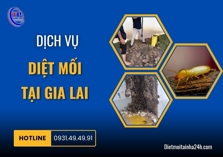 Dịch vụ diệt mối tại Gia Lai chuyên nghiệp TRIỆT ĐỂ 99.8%