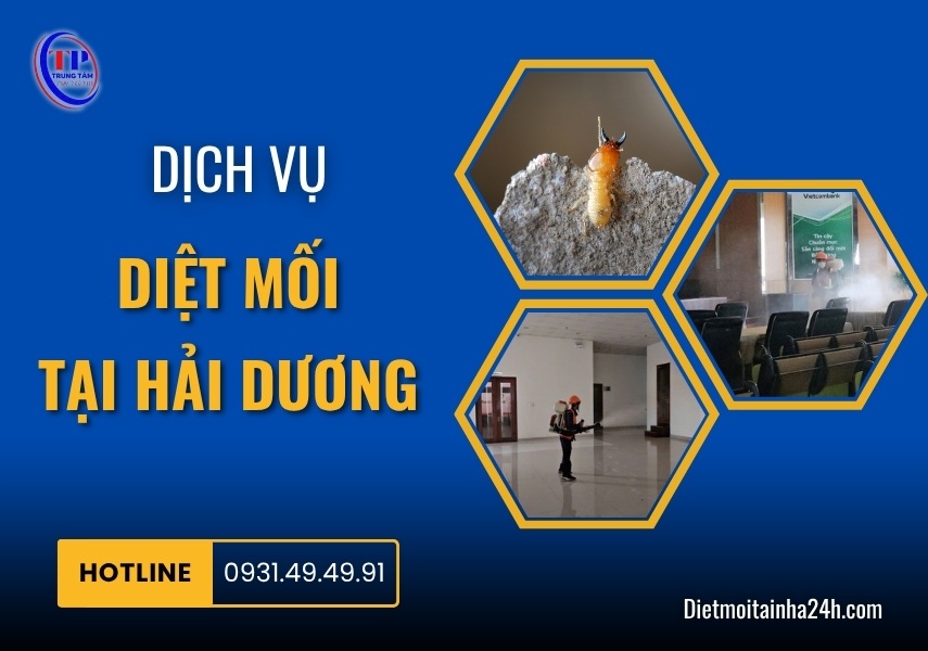 Dịch vụ diệt mối tại Hải Dương uy tín CHUYÊN NGHIỆP hiệu quả