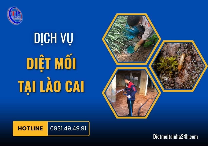 Dịch vụ diệt mối tại Lào Cai chuyên nghiệp GIÁ TỐT