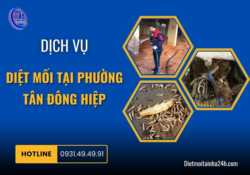 Dịch vụ diệt mối tại Phường Tân Đông Hiệp HIỆU QUẢ giá rẻ - Dietmoitainha24h.com