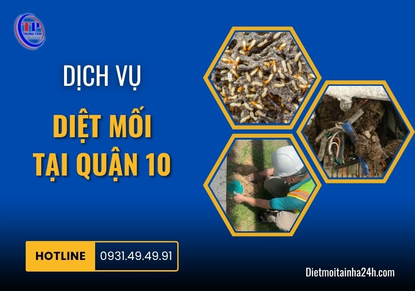 Dịch vụ diệt mối tại Quận 10 tận gốc [BÁO GIÁ 2025]