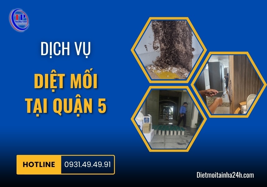 Dịch vụ diệt mối tại Quận 5 chuyên nghiệp TẬN GỐC 100%
