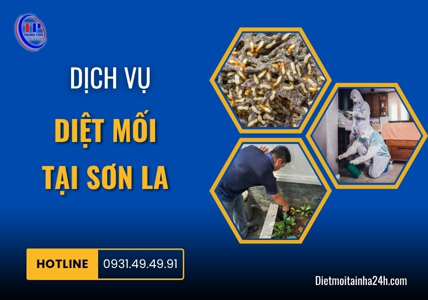 Dịch vụ diệt mối tại Sơn La tận gốc bảo hành DÀI HẠN