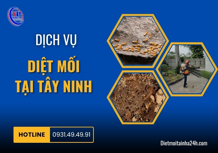 Dịch vụ diệt mối tại Tây Ninh chuyên nghiệp an toàn GIÁ RẺ