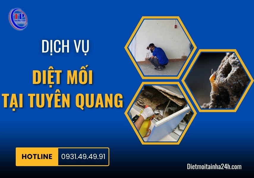 Dịch vụ diệt mối tại Tuyên Quang tận gốc hiệu quả cao GIÁ TỐT