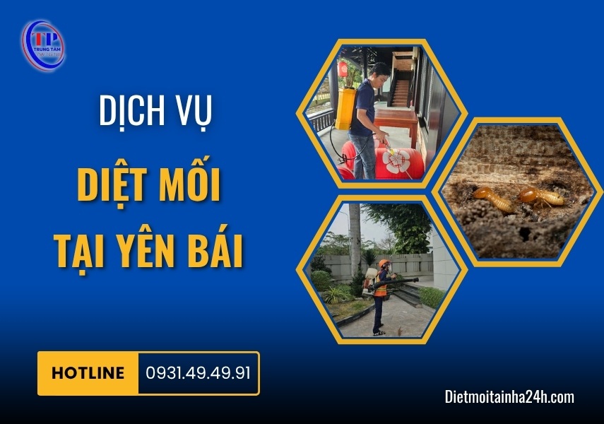 Dịch vụ diệt mối tại Yên Bái hiệu quả AN TOÀN giá rẻ