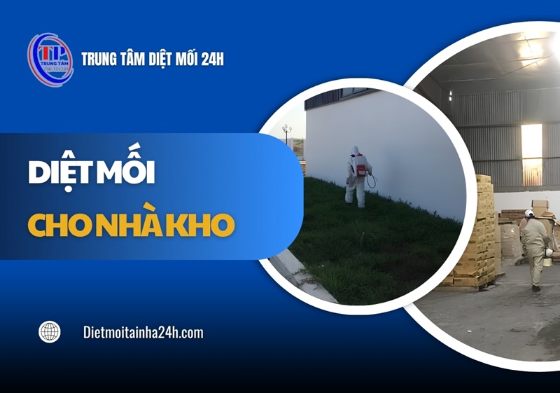 Hướng dẫn diệt mối cho nhà kho CHUẨN kỹ thuật hiệu quả
