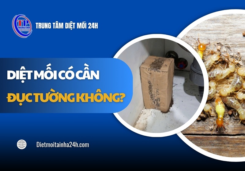 Diệt mối có cần đục tường không? Giải đáp từ CHUYÊN GIA