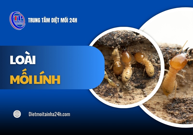 Tìm hiểu chi tiết về loài mối lính & cách xử lý TẬN GỐC
