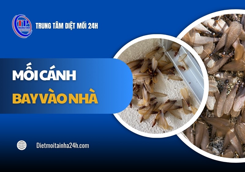 Mối cánh bay vào nhà là điềm gì? Cách XỬ LÝ & phòng ngừa