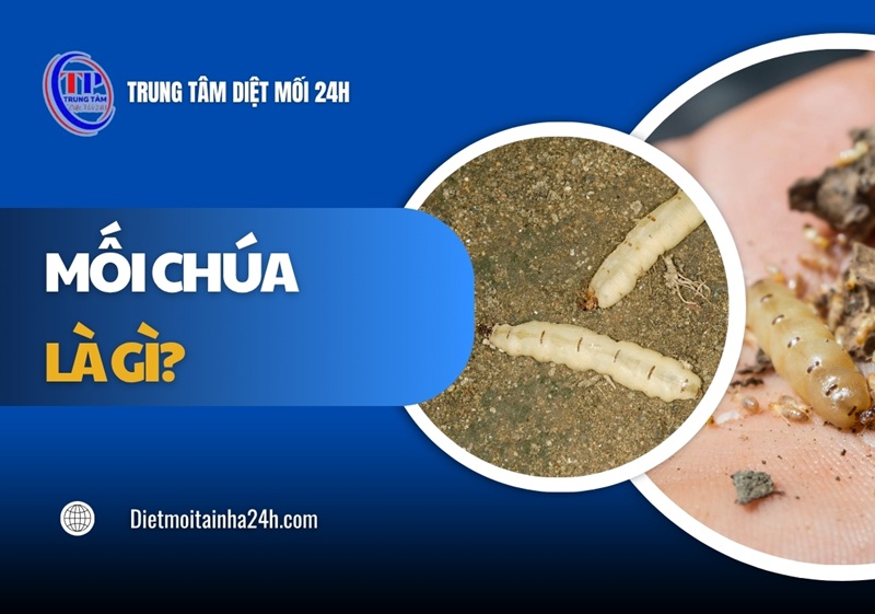 Mối chúa là gì? Vai trò đặc điểm và cách TIÊU DIỆT