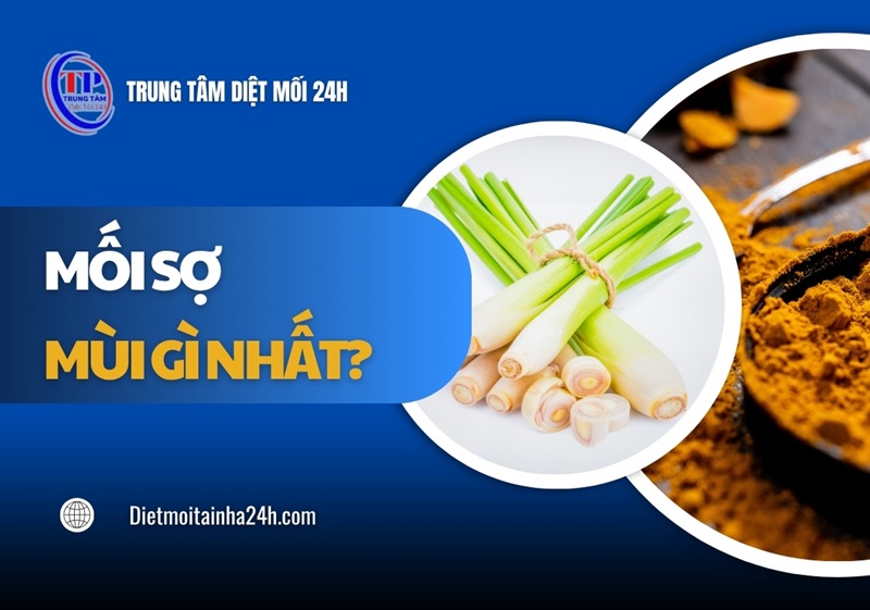 Mối sợ mùi gì nhất? 9 mùi hương khiến mối BỎ CHẠY