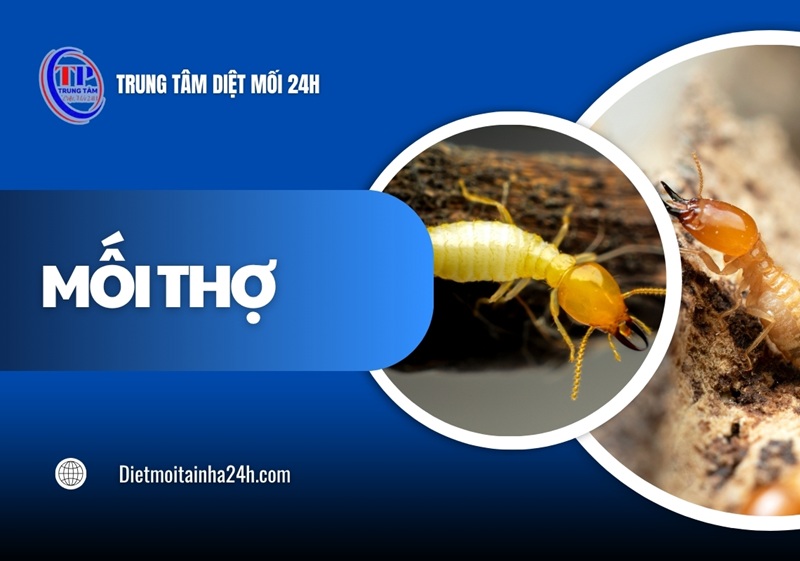 Mối thợ: Đặc tính TÁC HẠI và các tiêu diệt hiệu quả