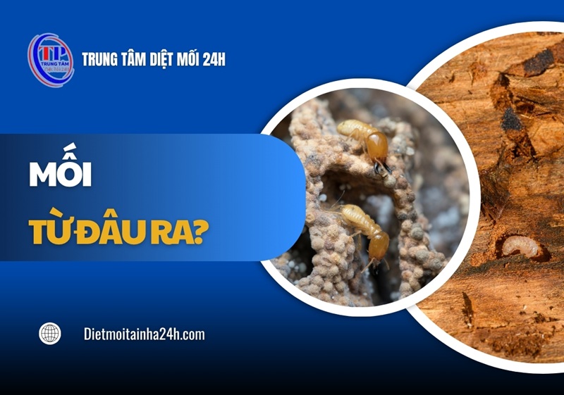 Mối từ đâu ra? Nguồn gốc và cách PHÒNG NGỪA hiệu quả