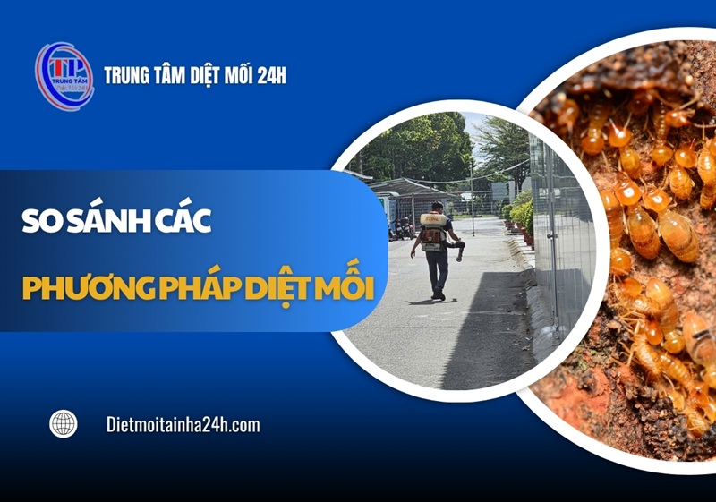 So sánh các phương pháp diệt mối PHỔ BIẾN hiện nay